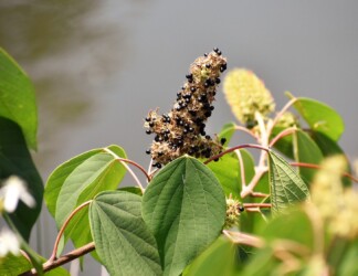 アカメガシワの実と種