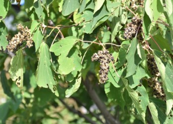 アカメガシワの実と種