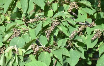 アカメガシワの実と種