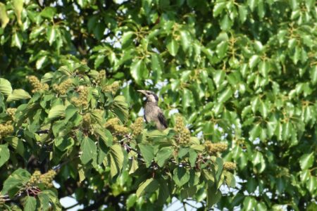 アカメガシワの実を食べようとするムクドリの幼鳥