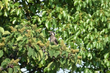 アカメガシワの実を食べようとするムクドリの幼鳥