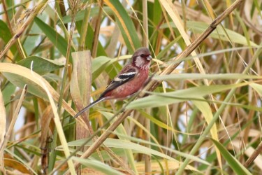 ベニマシコのオス