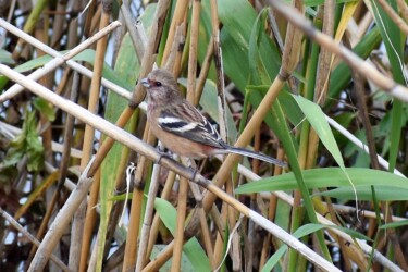ベニマシコのメス