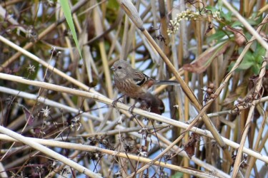 ベニマシコのメス