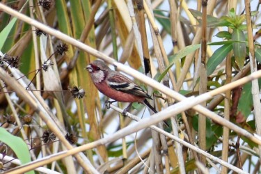 コセンダングサの種を啄む