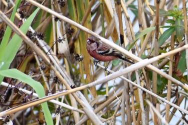 コセンダングサの種を啄む