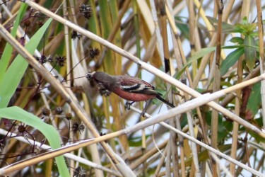 コセンダングサの種を啄む
