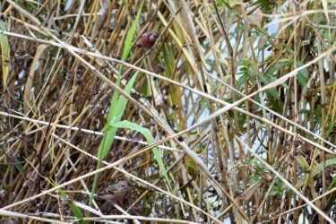 コセンダングサの種を啄む