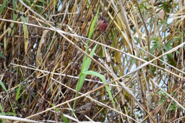 コセンダングサの種を啄む