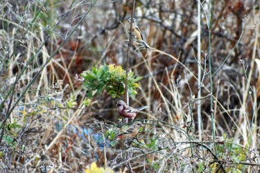 小群でアレチハナガサの種を啄む