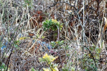 小群でアレチハナガサの種を啄む