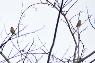 右がベニマシコ 左がカワラヒワ