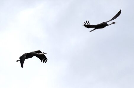 迷鳥のナベヅル