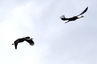 迷鳥のナベヅル