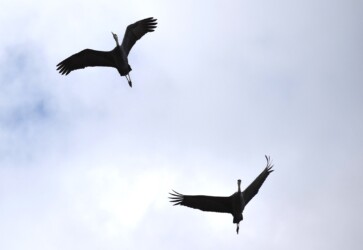 迷鳥のナベヅル