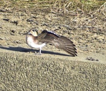 迷鳥のトモエガモ