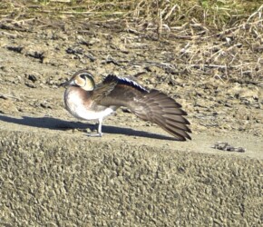 迷鳥のトモエガモ