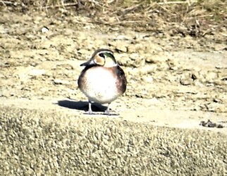 迷鳥のトモエガモ
