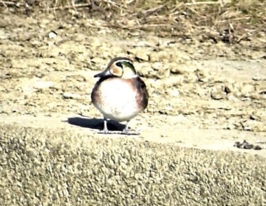迷鳥のトモエガモ