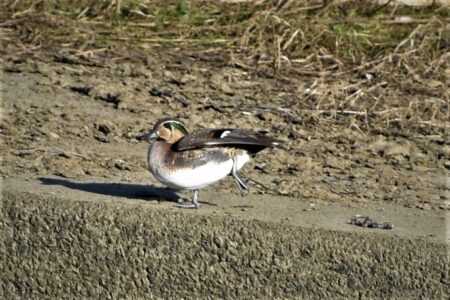 迷鳥のトモエガモ