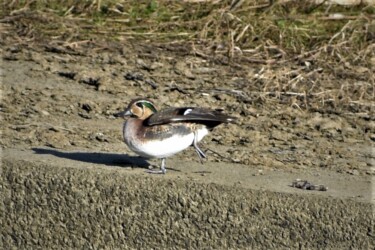 迷鳥のトモエガモ