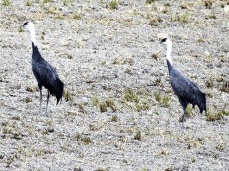迷鳥のナベヅル