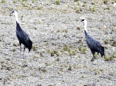 迷鳥のナベヅル