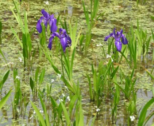 知立八橋のカキツバタ
