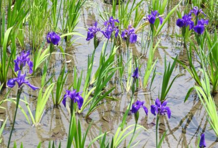 知立八橋のカキツバタ
