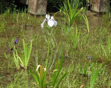 知立八橋のカキツバタ