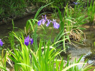 愛西市船頭平公園のカキツバタ