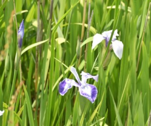愛西市船頭平公園のカキツバタ