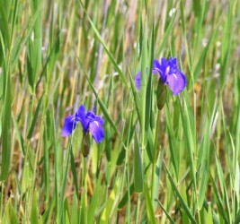 愛西市船頭平公園のカキツバタ