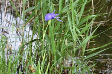 愛西市船頭平公園のカキツバタ