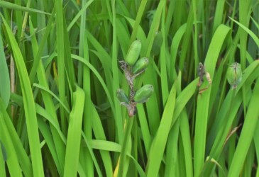 カキツバタの実と種