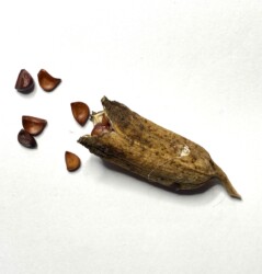 カキツバタの実と種