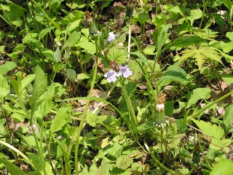 こんな感じに生えているカキドオシ