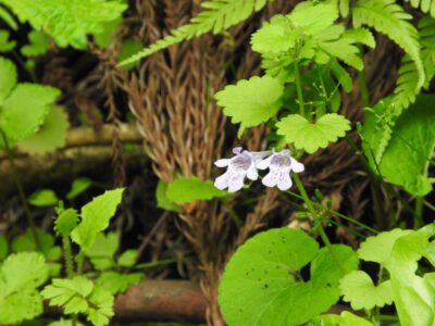 カキドオシ