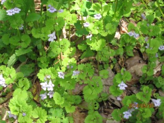 こんな感じに生えているカキドオシ