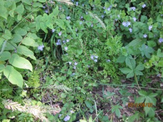 こんな感じに生えているカキドオシ