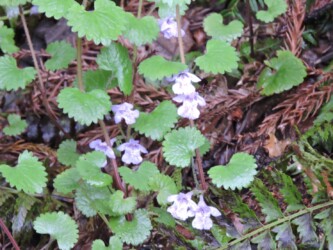 こんな感じに生えているカキドオシ