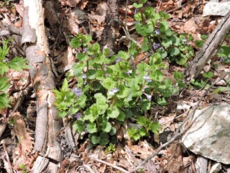 こんな感じに生えているカキドオシ