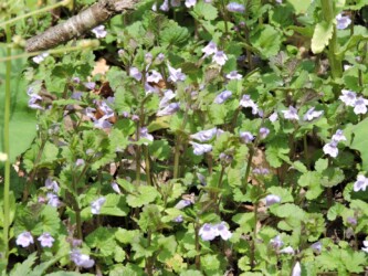 こんな感じに生えているカキドオシ