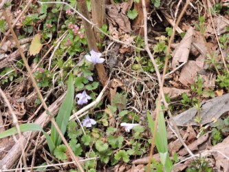 こんな感じに生えているカキドオシ