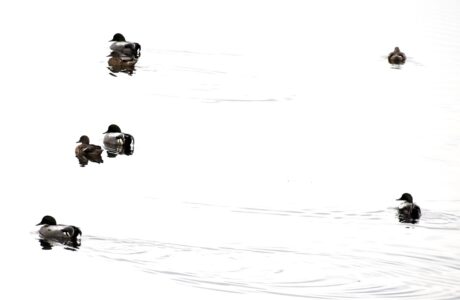 群れで泳ぐヨシガモ