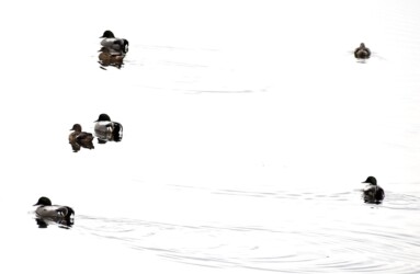 群れで泳ぐヨシガモ