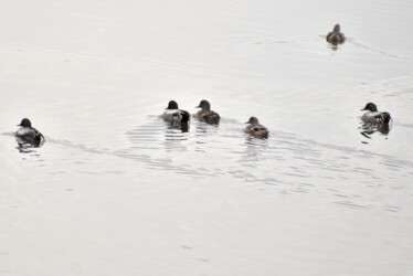 群れで泳ぐヨシガモ