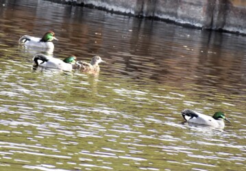 群れで泳ぐヨシガモ