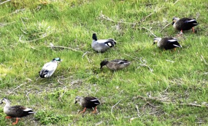 採餌するヨシガモ