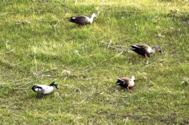 採餌するヨシガモ